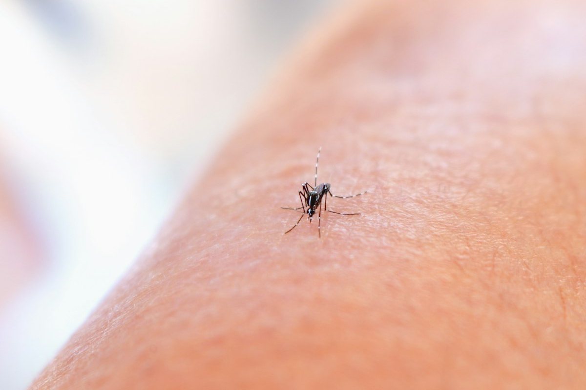A close-up of a mosquito on a person’s arm